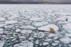 A polar bear-Ursus maritimus-walking the melting sea ice North polar ice cap-Arctic Ocean Coastal Print